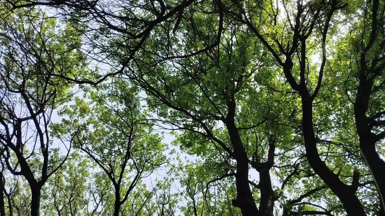 玩爱妻艺结婚线需要关注哪些剧情与机制设定？